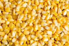 maize