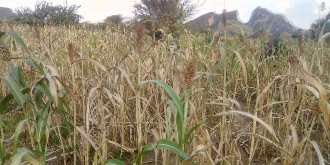 Crop in Gardens