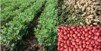 groundnut Values Chain